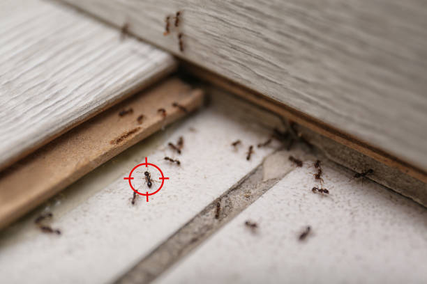 Best Rat Extermination Near Me  in Boulder, CO